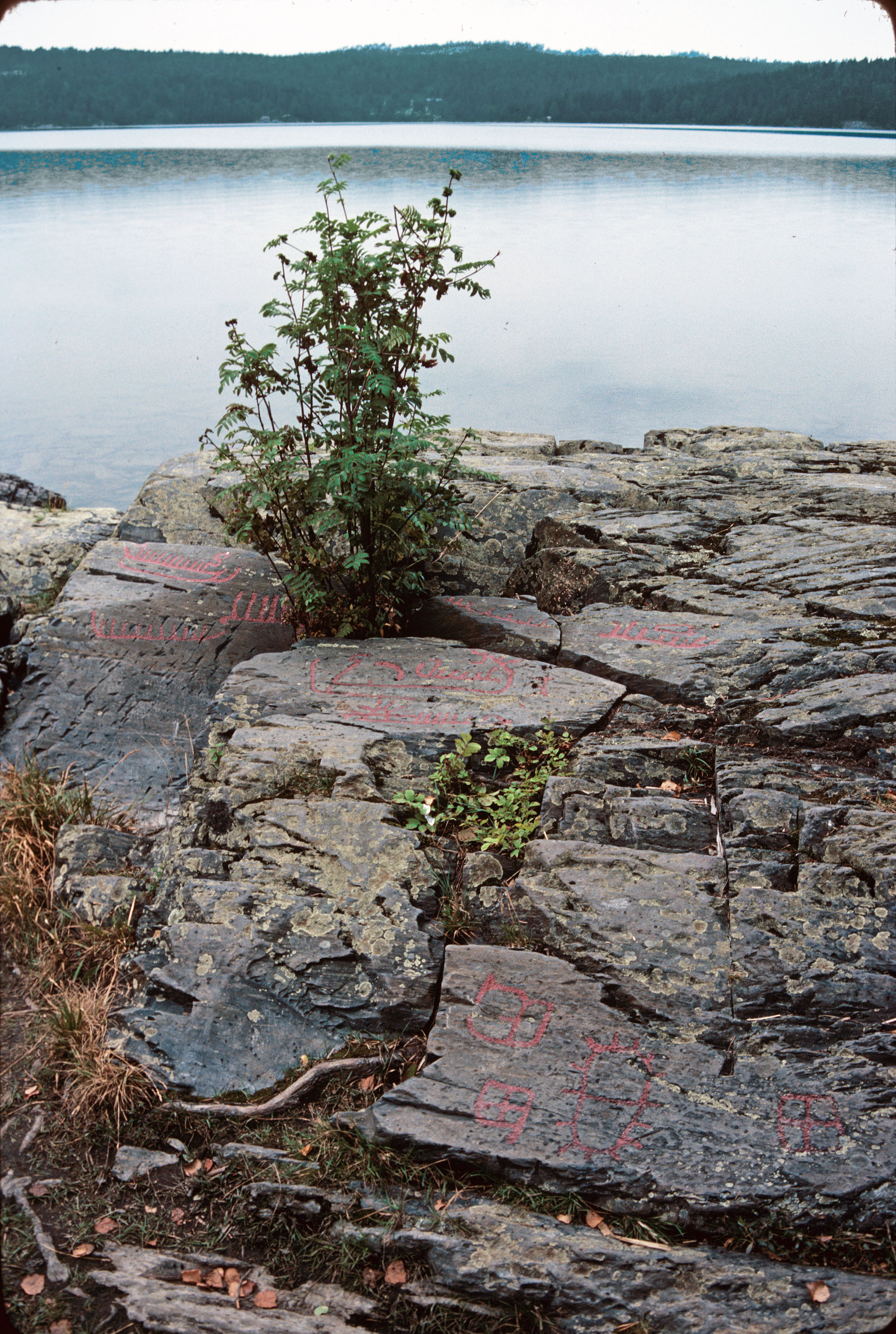 Högsbyn Tisselskog