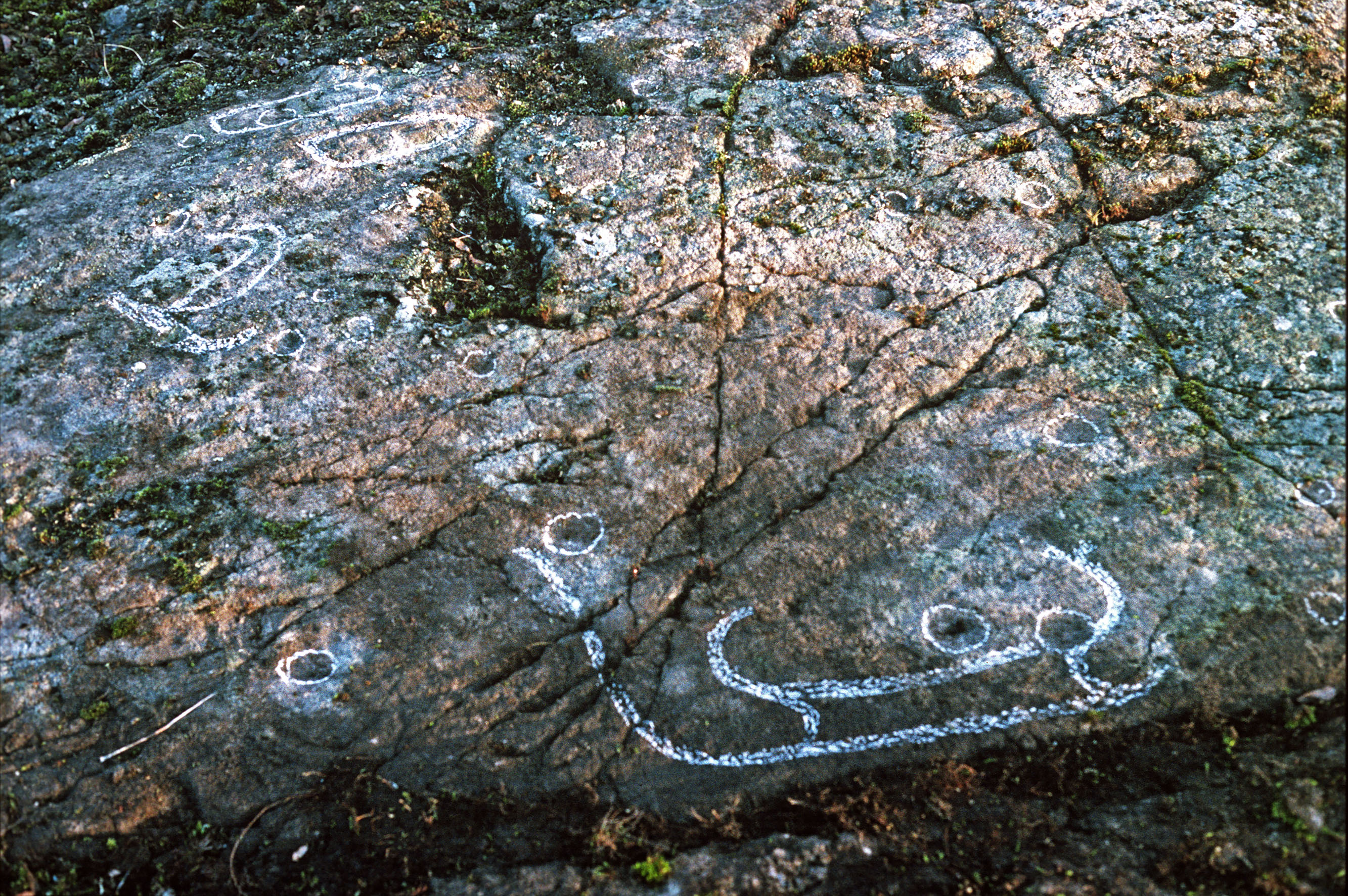 Vändle Tortuna