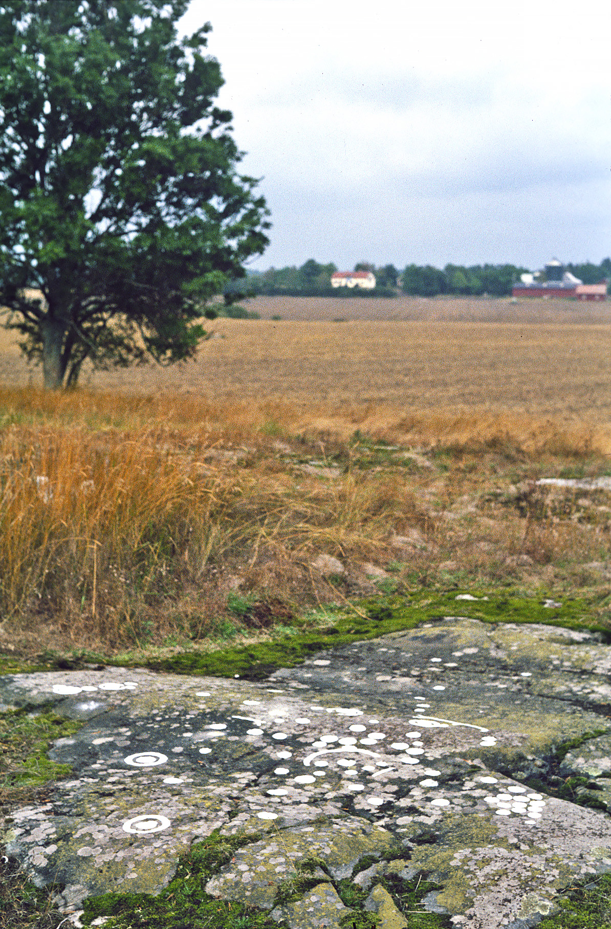 Ängesta Tortuna