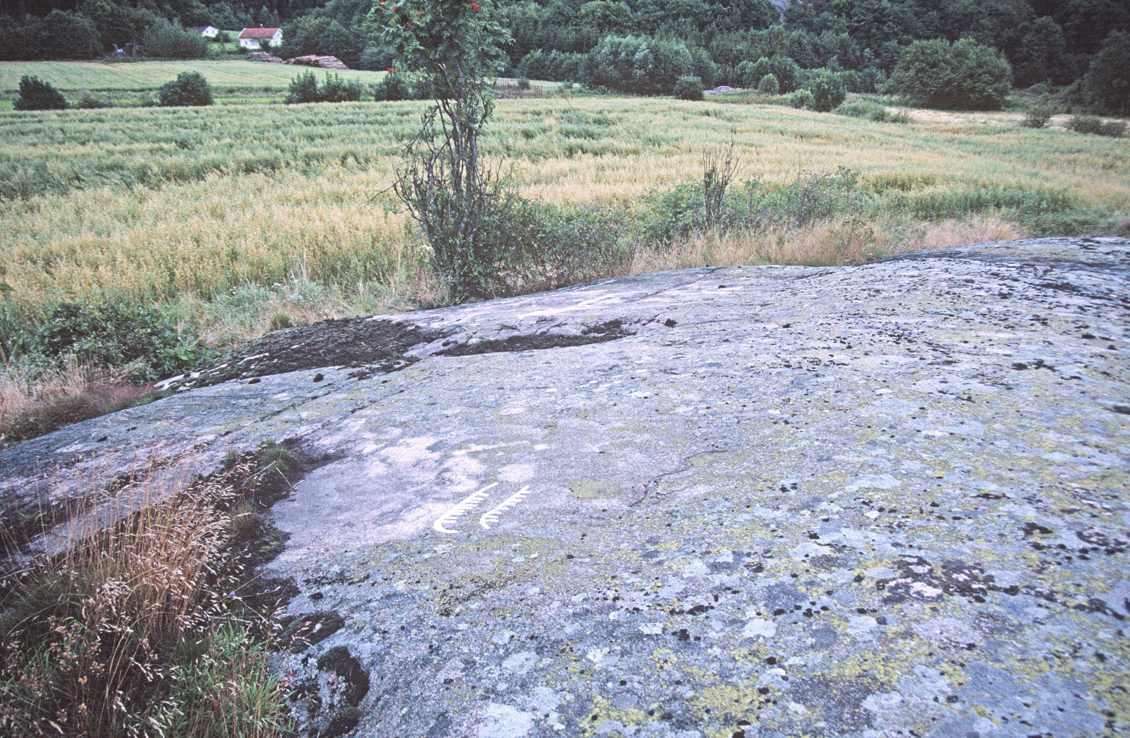 Skälle Tossene