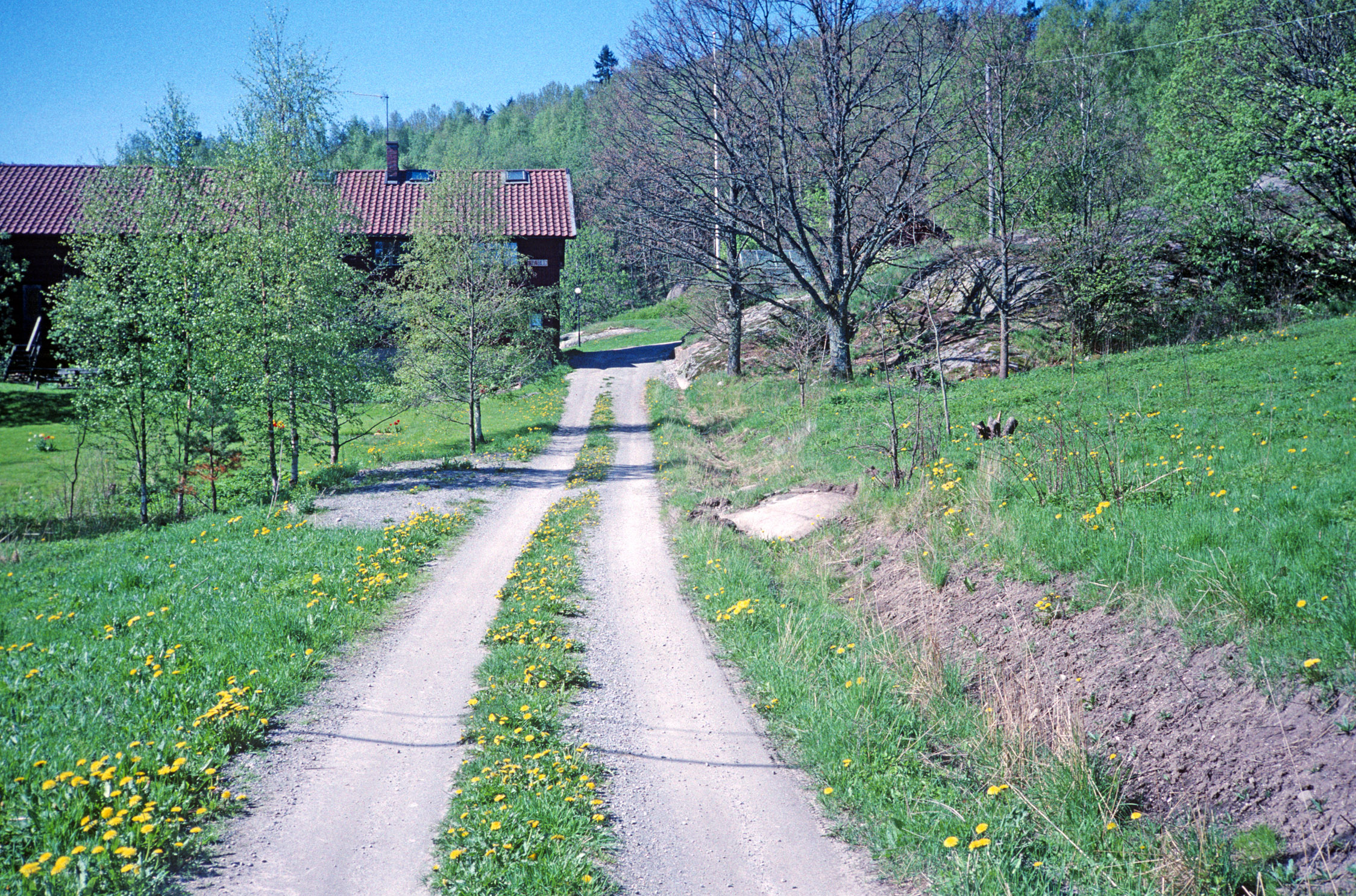 Sparöd Tossene