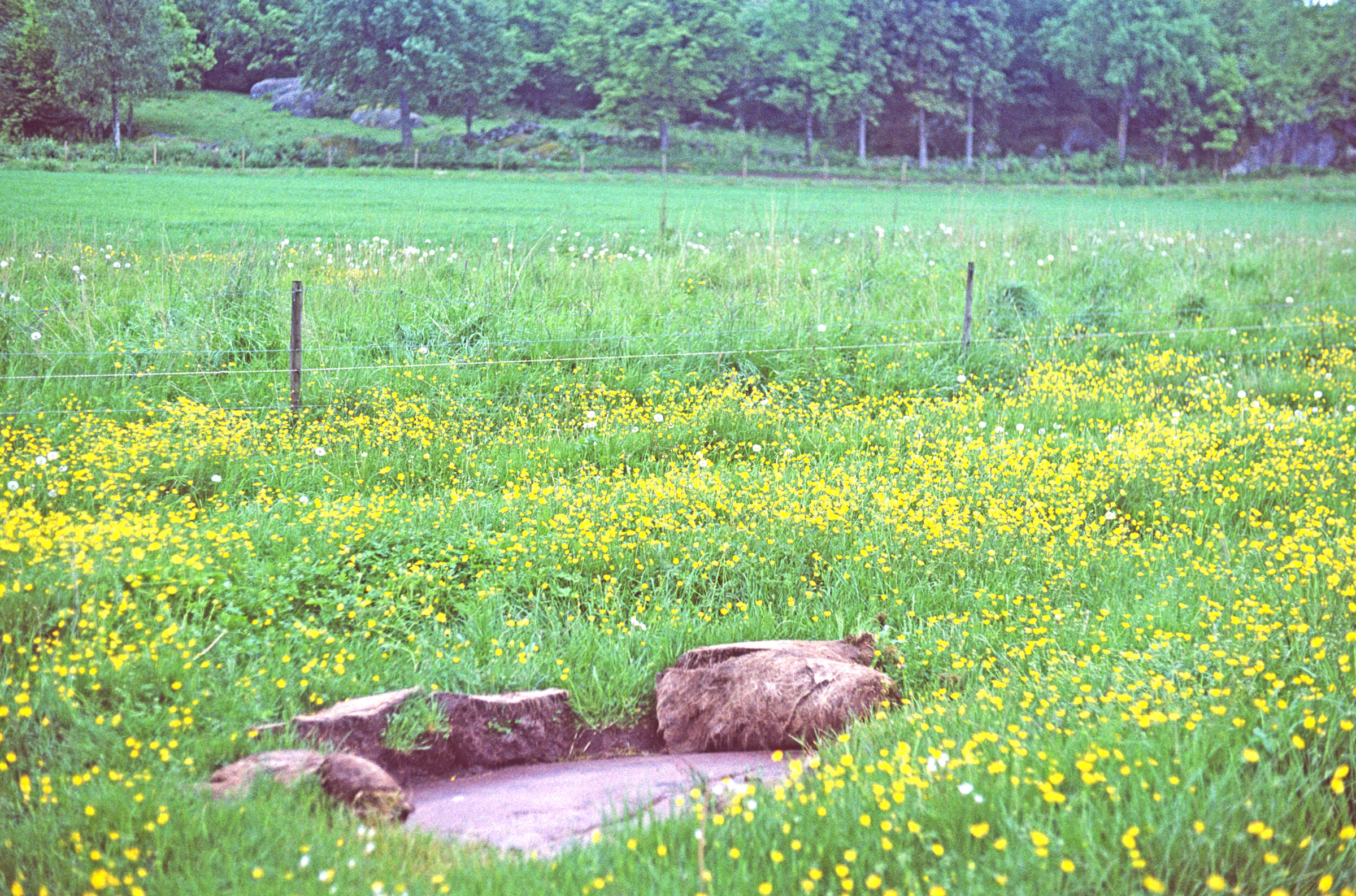 Långön Tossene