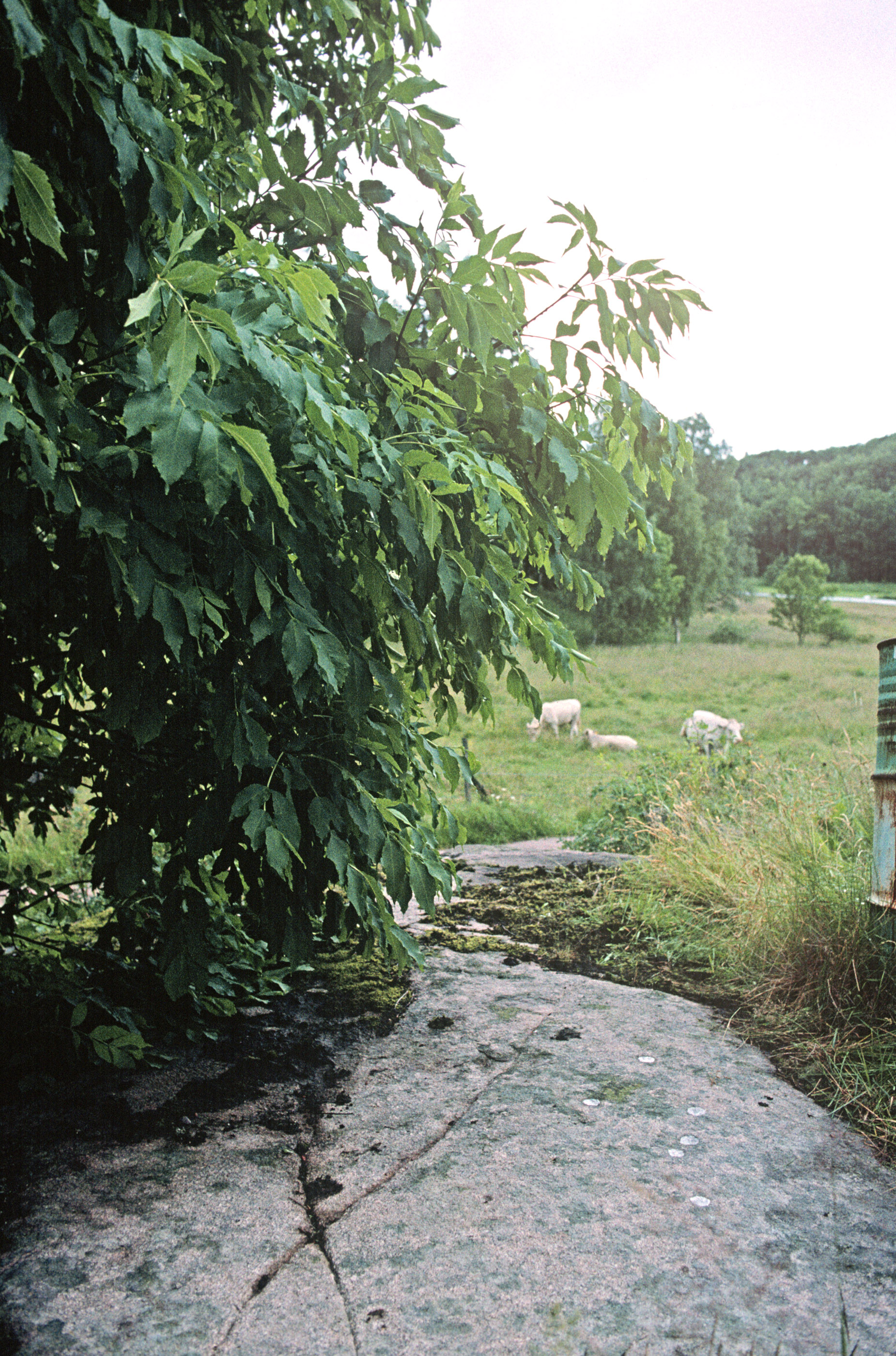 Långön Tossene