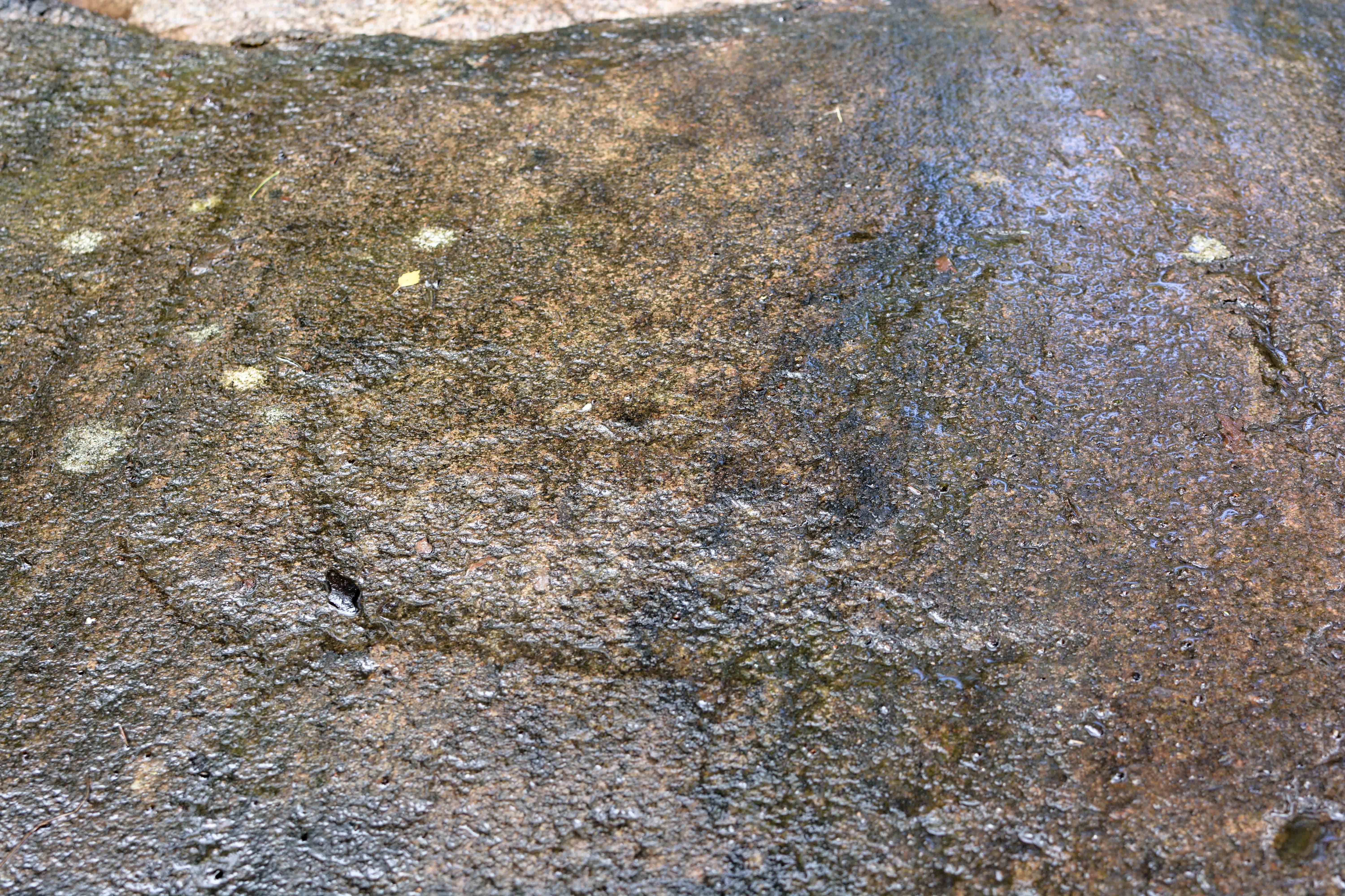 Tegneby Svinemyr Tanum