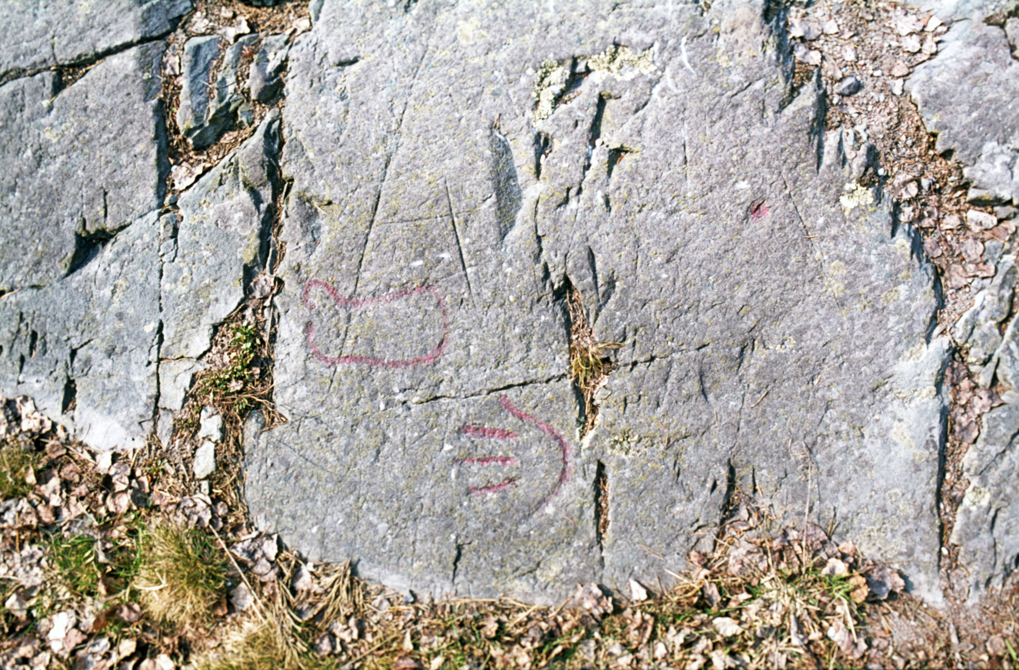 Högsbyn Tisselskog