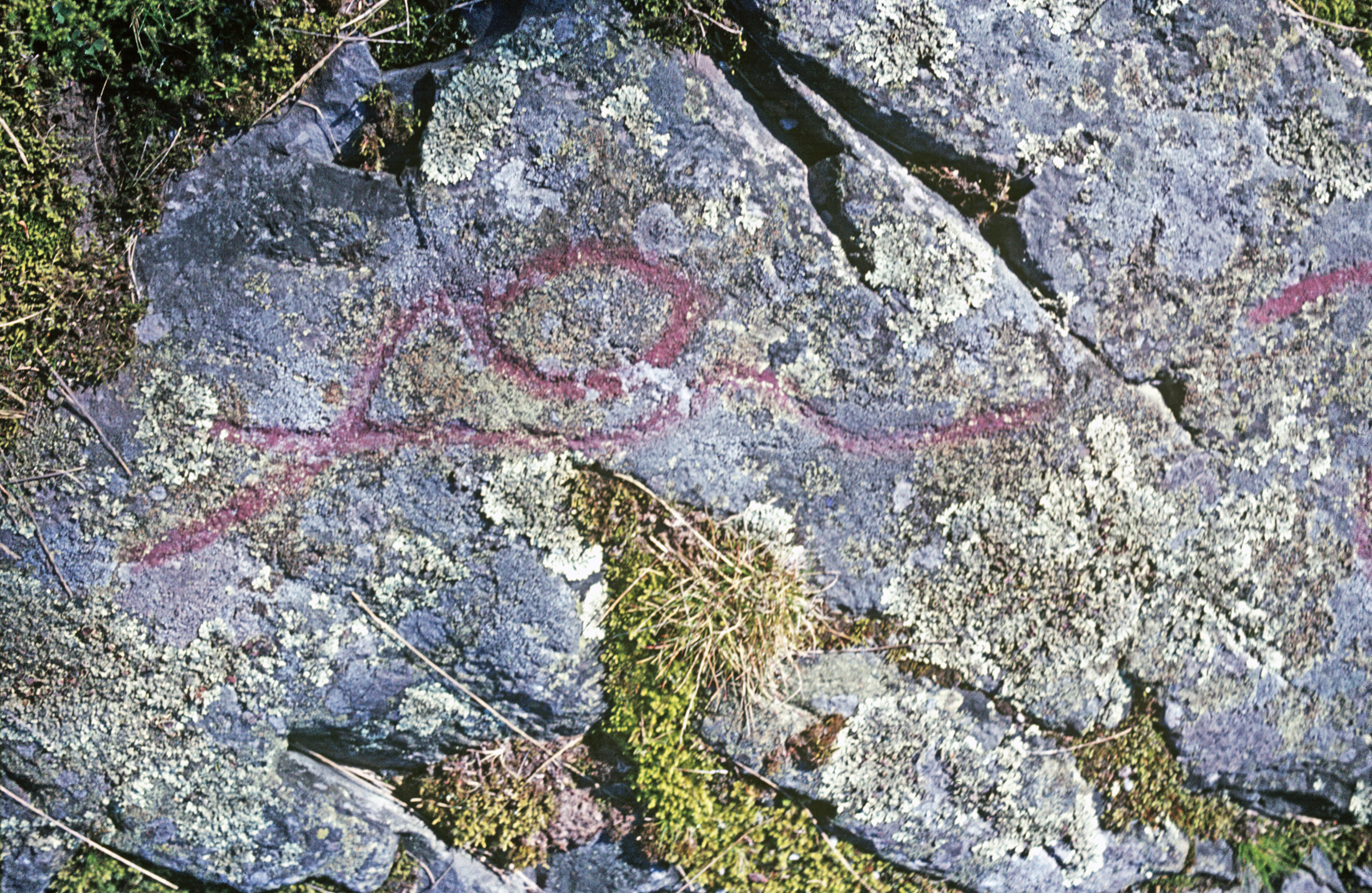 Högsbyn Tisselskog