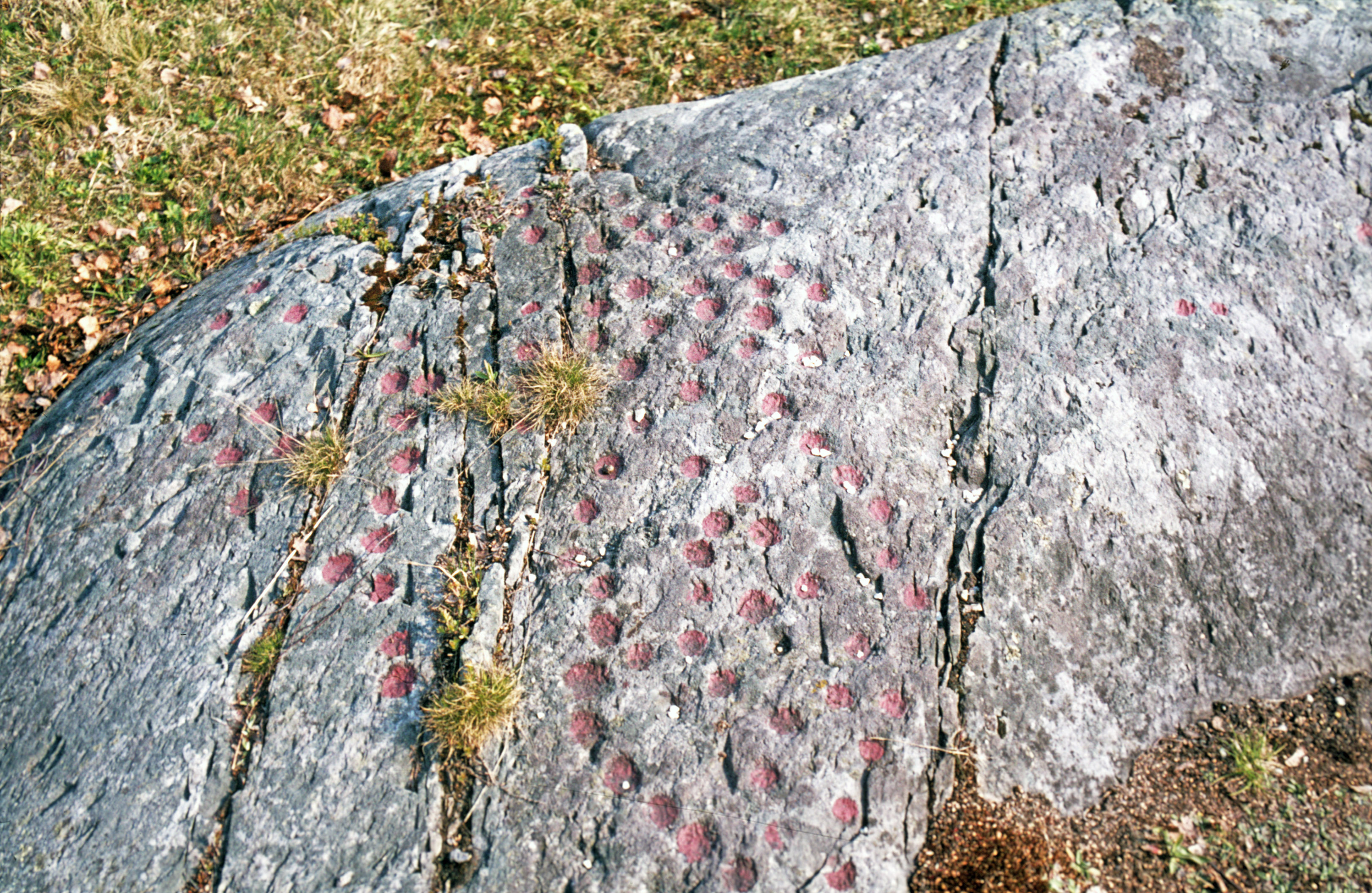 Högsbyn Tisselskog