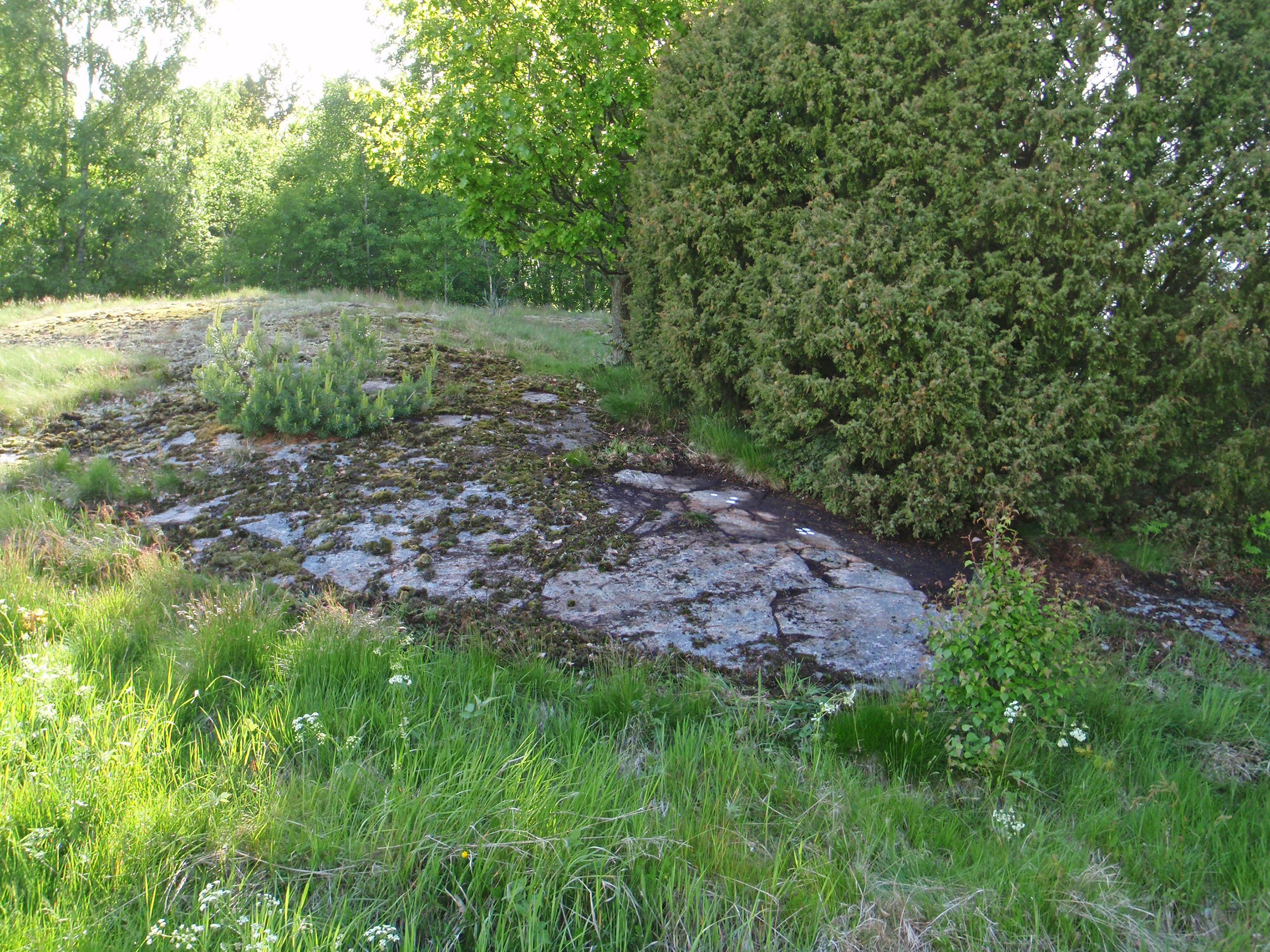 Lökeberg Foss