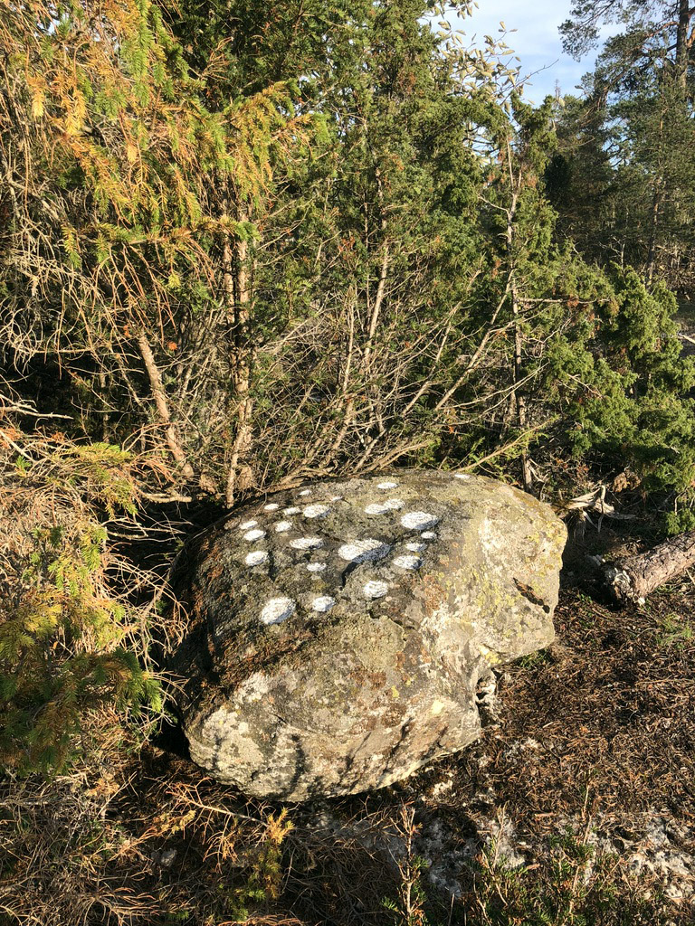 Rings Hejnum