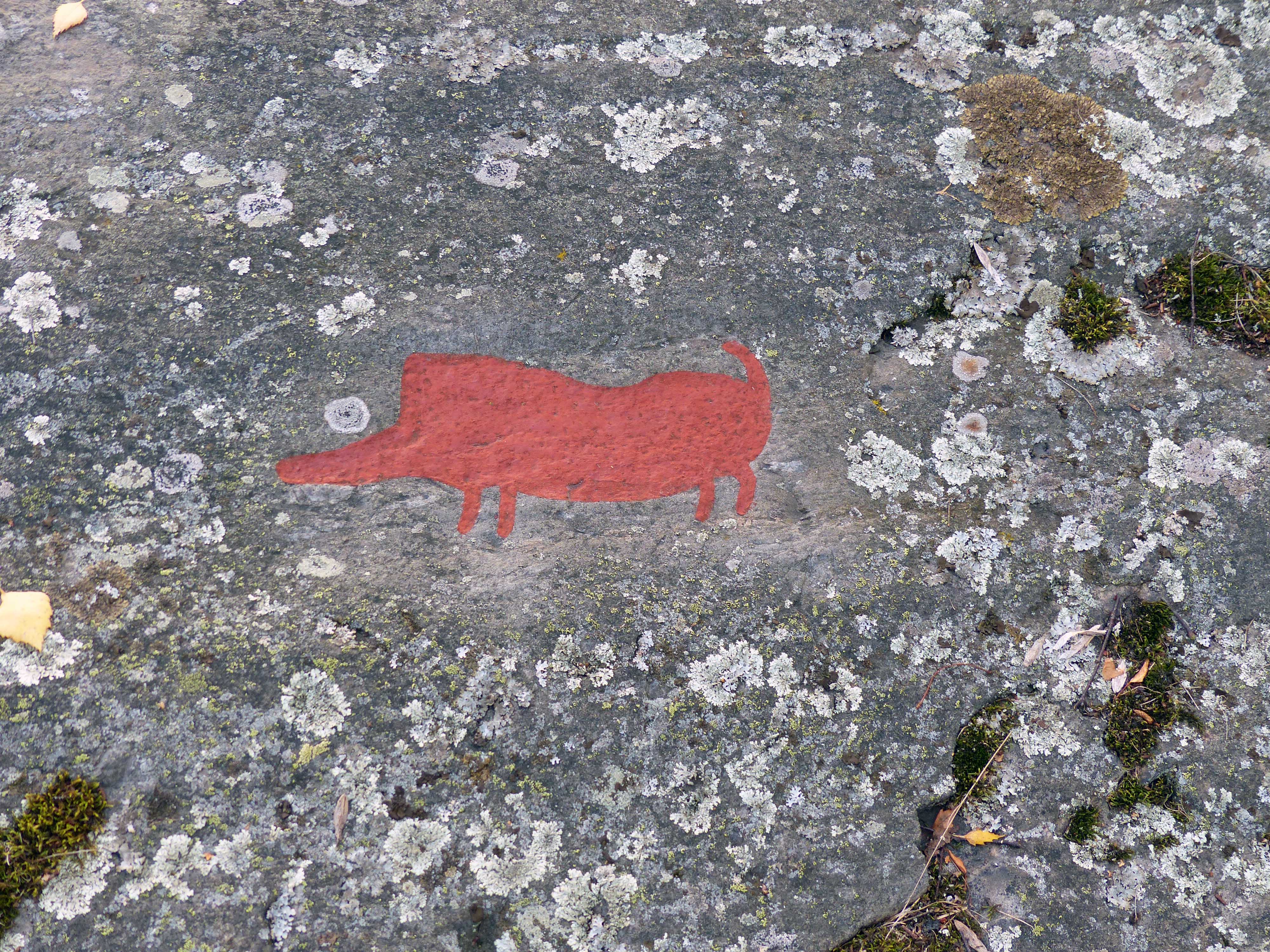 Ospecificerat djur, Svin, Detalj, Målad